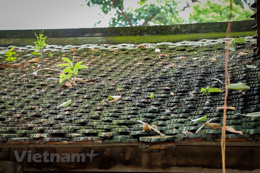 Черепичные крыши базара вызывает мелахолическое чувство, ведь они сами - отпечатки прошлых исторических периодов. Свинина должна быть постной и свежей. Раньше измельчение мяса осуществлялось вручную, а теперь – в мясорубке. Однако местные жители сохраняют традиционный способ приготовления, используя банановые листья для завёртывания колбас, что делает продукцию более вкусной. Колбасы после варки необходимо класть в холодную воду. Мастер по приготовлению колбас Нгуен Дык Бинь в деревне Ыокле, лавка которого находится на ханойской улице Тон Тхат Тунг, сказал: «Для приготовления вкусных колбас необходимо выбрать свежее и хорошее мясо. Раньше измельчение мяса осуществлялось вручную, а в настоящее время – машиной. Ингредиенты для колбас включают в себя и рыбный соус, и пчелиный мёд, и приправы и соль». (Фото: Хоай Нам/Vietnam+)