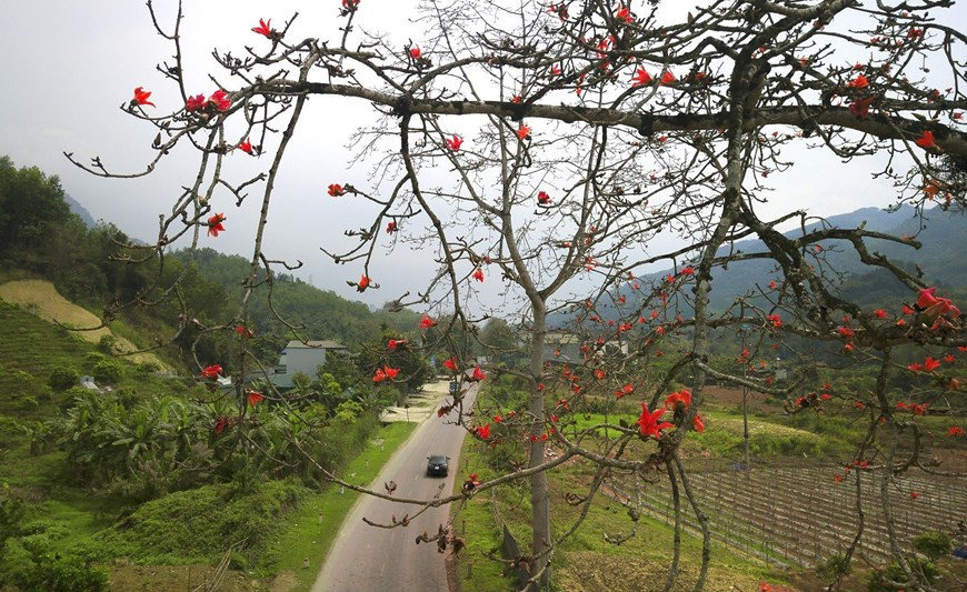 Цветы хлопкового дерева расцветают ярким красным цветом в последние дни марта. (Фото: ВИА)