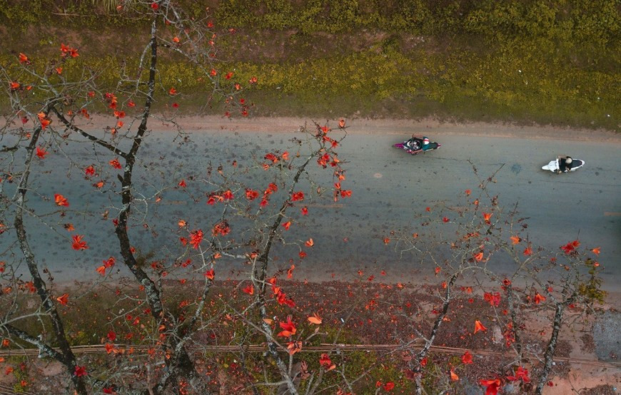  Цветы хлопкового дерева расцветают ярким красным цветом в последние дни марта. (Фото: ВИА)