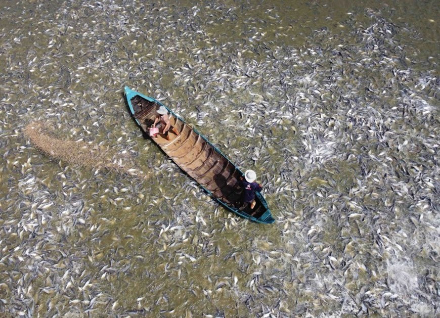 Коммерческое выращивание пангасиуса в сотрудничестве с предприятиями в провинции Анжанг. (Фото: ВИА)