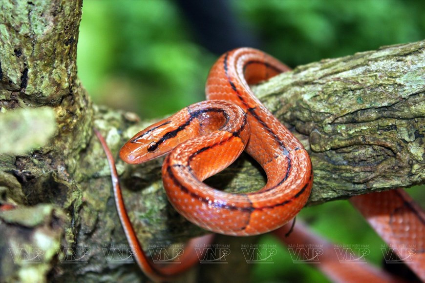 Различные рептилии, включая змей и ящериц, обитают в Национальном парке Катба. (Фото: VNP/ВИА)