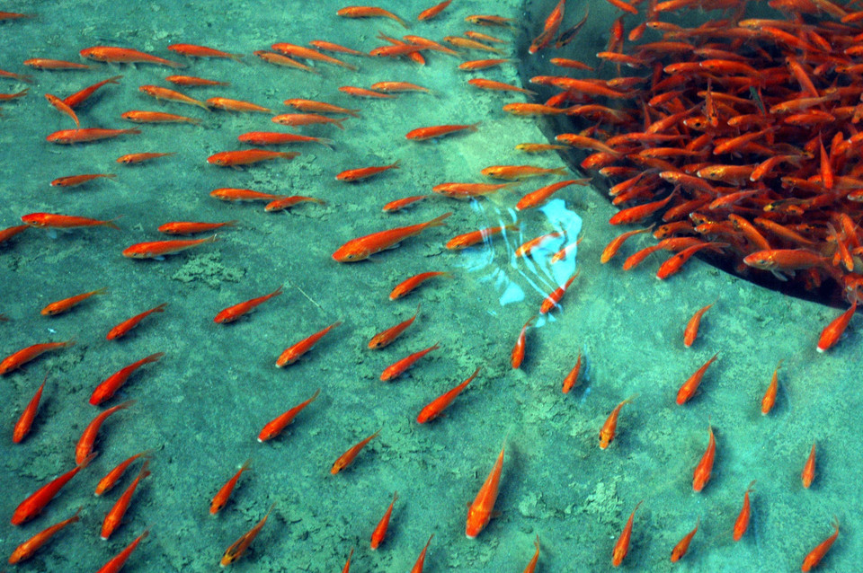 Жители деревни Тхучам, община Туилок, уезд Камкхе, провинция Футхо собирают красного карпа для продажи 23 декабря. (Фото: ВИА)