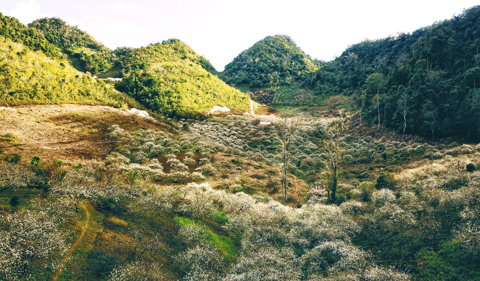 Сливовая долина Мунау считается крышей Мокчау, включающая в себя девственные леса и десяткилетние абрикосовые, сливовые сады, создающие первозданную, величественную красоту. (Фото: ВИА)