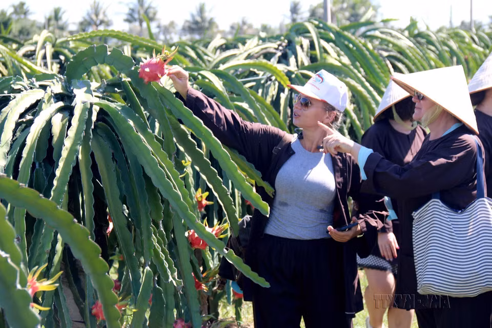 Модель общественного туризма, связанного с производством драконовых фруктов в Биньтхуан был развернут в саду драконфрутов Фуми, община Хамми, уезд Хамтхуан Нам, который официально введен в эксплуатацию с начала 2020 года и привлекает туристов. (Фото: ВИА)