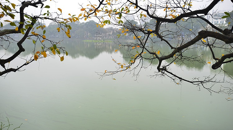 Баррингтония остроконечная - самое типичное дерево Ханоя. (Фото: Báo tin tức)