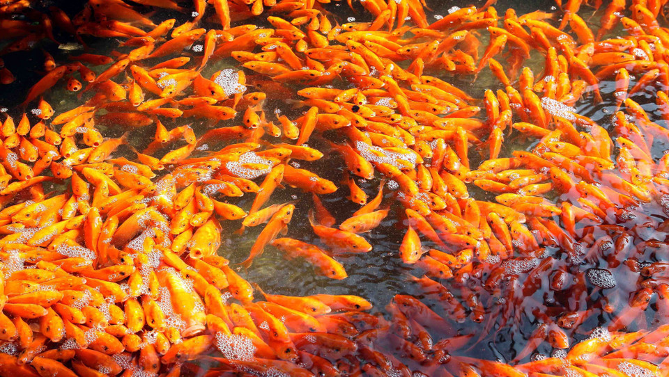 Жители деревни Тхучам, община Туилок, уезд Камкхе, провинция Футхо собирают красного карпа для продажи 23 декабря. (Фото: ВИА)