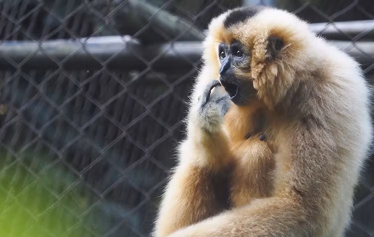 Краснощекий гиббон обитает в основном во Вьетнаме, Камбодже и Лаосе, с красивой внешностью, способностью перемещаться на большие расстояния и пленительным голосом. (Фото: газета Tin tức)