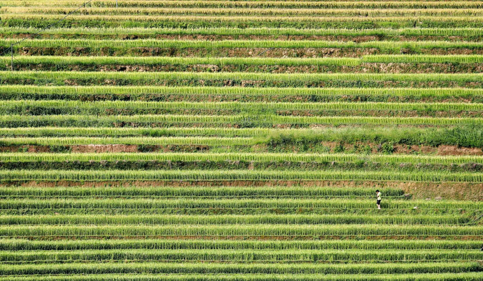 Террасные поля аккуратны, как шедевр, созданный человеком среди природы. (Фото: ВИА)