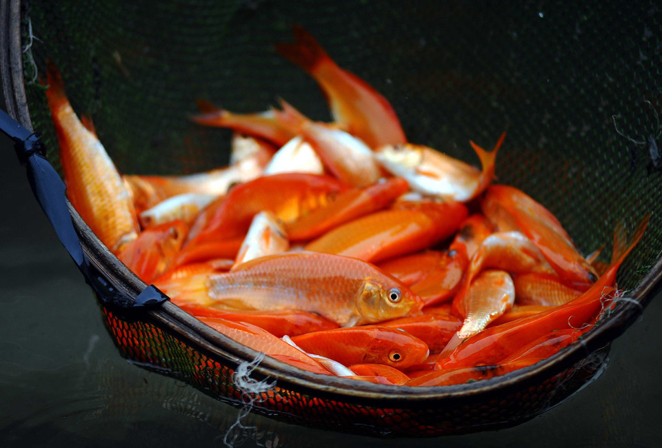 Жители деревни Тхучам, община Туилок, уезд Камкхе, провинция Футхо собирают красного карпа для продажи 23 декабря. (Фото: ВИА)