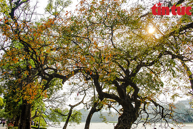 После периода изменения цвета с желтого, оранжевого и красного листья баррингтонии остроконечной начинают постепенно опадать, уступая место зеленому пологу, который летом затеняет Ханой. (Фото: Báo tin tức)