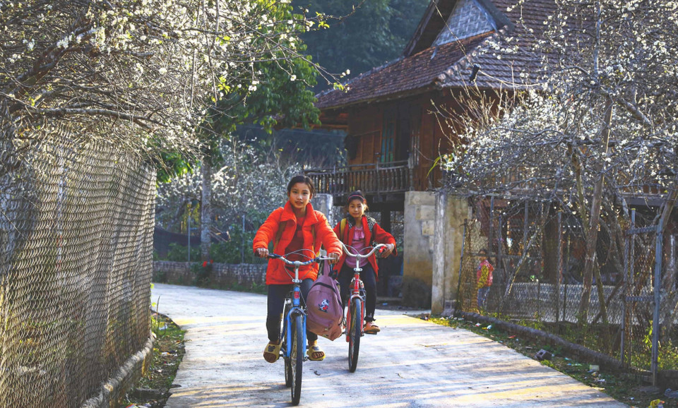 Дорога в школу покрыта белыми цветами сливы. (Фото: ВИА)