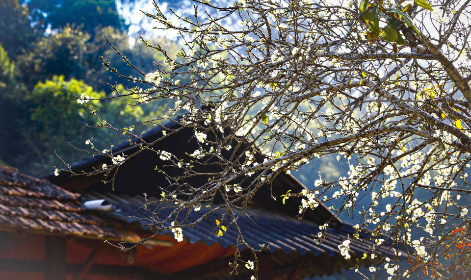 Цветы сливы распускаются под весенним солнцем. (Фото: ВИА)