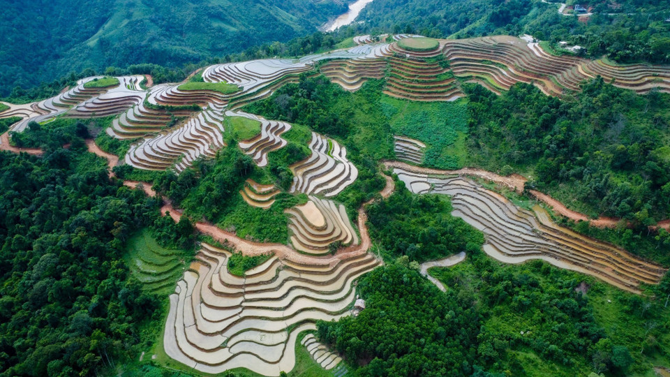 Фермеры пересадят рисовые саженцы, когда есть вода на поле. (Фото: ВИА)