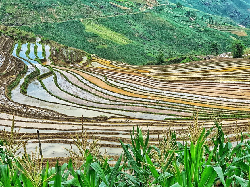 Террасное поле состоит из множества уровней, и каждый уровень представляет собой небольшое поле. Чем больше уровней, тем больше у владельца сельскохозяйственных техник. Учитывая нехватку плоской земли, производители влажного риса используют склоны холмов для создания ровного и плоского участка земли, который выглядит как трехступенчатая лестница. Так были созданы террасные поля - редкая особенность цивилизации влажного риса во Вьетнаме. Жанг А Пуа из этнической группы монг рассказал нам о том, как он выбирает землю для выращивания риса: “Самая тяжелая работа - мелиорация земель. Расположение поля нужно выбрать правильно и там не должно быть много песка. Хорошее место там, где густая есть трава или большие деревья”. (Фото: Vietnam+)