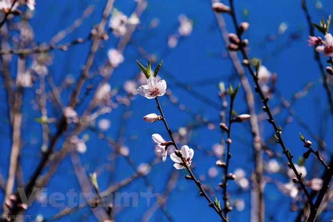 (Фото: Vietnam +)