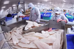 Филе пангасиуса — один из экспортных продуктов Вьетнама в Канаду. Иллюстративное фото: ВИА.