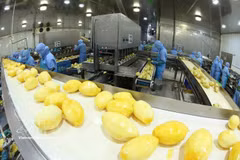 Линия по переработке замороженного манго на экспорт на заводе Акционерной компании «Аньзянгская компания по производству и переработке овощей и фруктов» (ANTESCO), коммуна Тяуфу, провинция Анзянг. Фото: ВИА