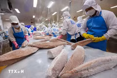Сортировка и переработка продукции из океанского тунца на экспорт. (Фото: ВИА)