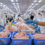 Переработка экспортной продукции из рыбы пангасиус на предприятии Caseamex, расположенном в промышленной зоне Ча Нок (Кантхо). Фото: ВИА.