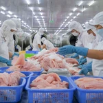 Переработка экспортной продукции из рыбы пангасиус на предприятии Caseamex, расположенном в промышленной зоне Ча Нок (Кантхо). Фото: ВИА.