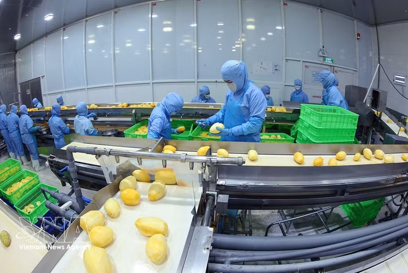 Современная производственная линия по переработке замороженной продукции из манго на экспорт компании ANTESCO в общине Чауфу провинции Анзянг. (Фото: ВИА).