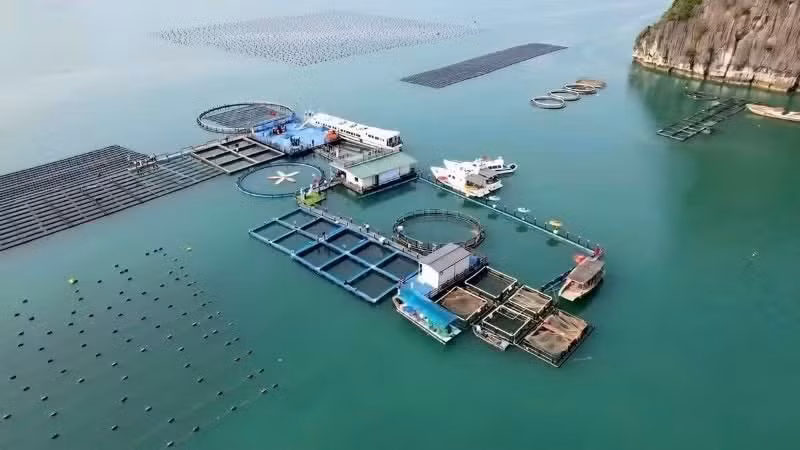 Высокотехнологичное морское рыбоводческое хозяйство корпорации STP Group в Вандон провинции Куангнинь. (Фото: nhandan.vn)
