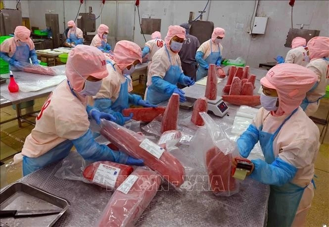 Изготовление экспортной продукции из тунца на заводе Ba Hai JSC в провинции Фуйен (Фото: ВИА)