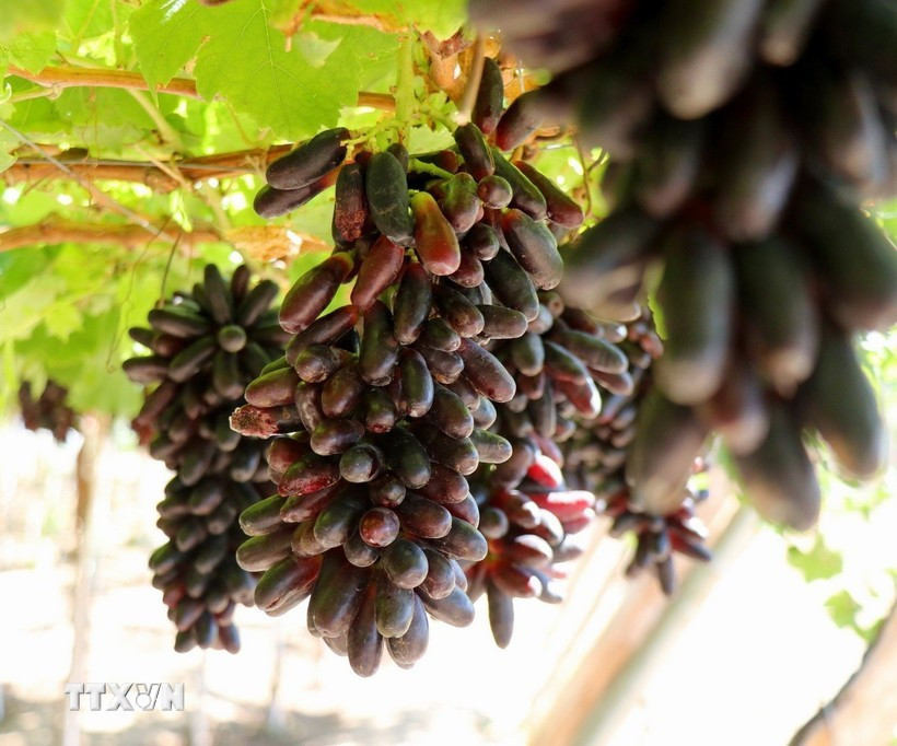 Производство с низким уровнем выбросов в растениеводстве (Фото: ВИА)