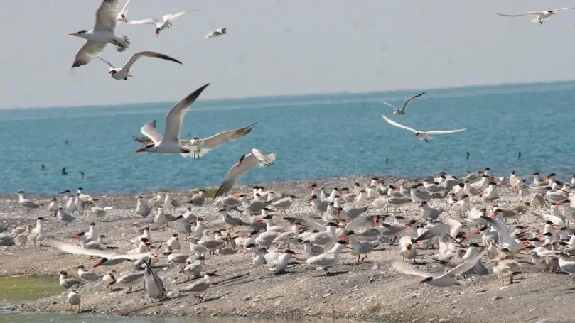 Крупнейшая крачка мира улетела зимовать из Казахстана во Вьетнам