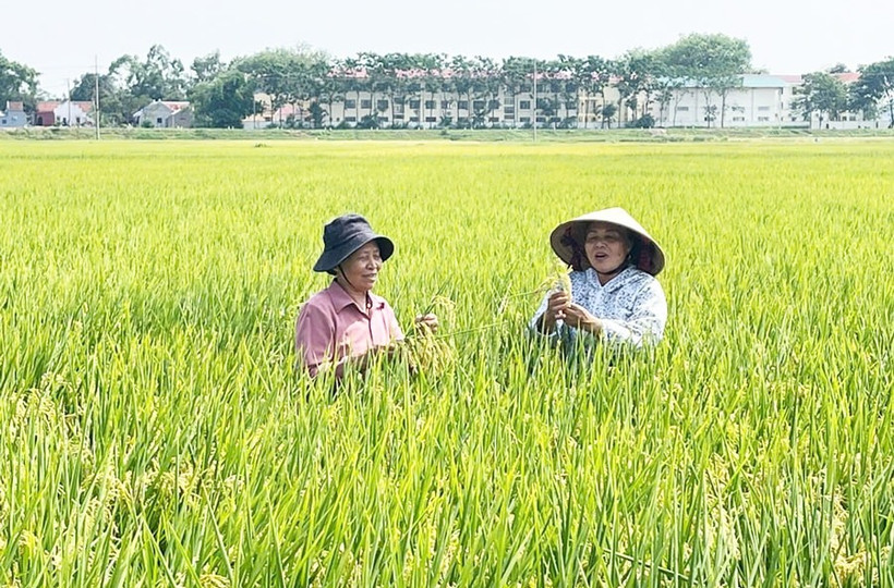 Проверка качества риса TBR225 в коммуне Лиенмак (район Мелинь) (Фото: hanoimoi.vn)