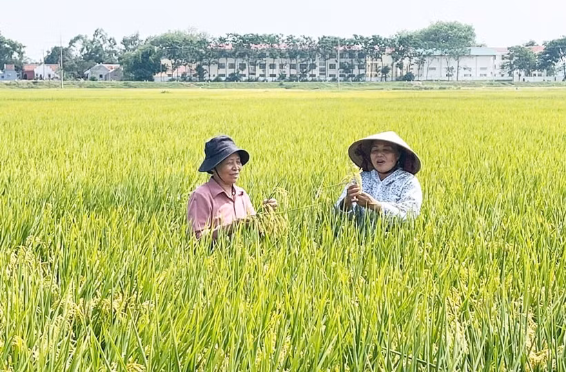 Проверка качества риса TBR225 в коммуне Лиенмак (район Мелинь) (Фото: hanoimoi.vn)