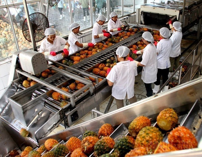 Вьетнам экспортирует в Сенегал в основном чёрный перец, текстильную продукцию и овощи-фрукты. (Фото: ВИА) 1-4691.jpg