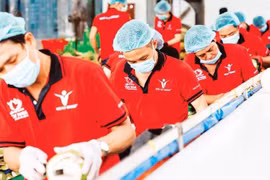 Предварительная обработка кокосов для экспорта на предприятии Vina T&T Group. Фото: nhandan.vn.
