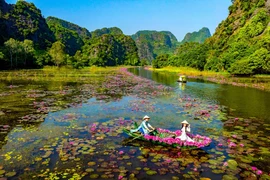 Тамкок – Ниньбинь вступает в сезон пышного цветения водяных лилий. 