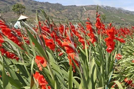 Гладиолус. Фото: ВИА.