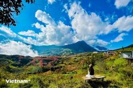 С декабря до начала следующего года — лучшее время, чтобы любоваться цветением сакуры "майаньдао" в Сапа. Фото: Vietnam+.