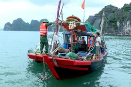 Пограничный пост портового пограничного пункта Хонгай во взаимодействии с соответствующими силами провел проверку и пресечение незаконного промысла водных биоресурсов в заливе Халонг. Источник: Газета Куангнинь.