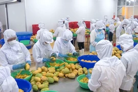 Экспорт овощей и фруктов восстанавливается, нацелен на достижение показателя в 8 млрд долларов США к 2025 году. Фото: ВИА.
