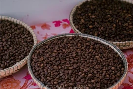 Качественный кофе Робуста из Жалай был представлен на фестивале кофе Gia Lai Coffee Festival 2025 вечером 30 апреля 2025 года. Фото: ВИА.