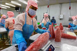 Первичная переработка экспортной продукции из тунца на заводе Акционерного общества «Ба Хай» (Фуиен). Фото: ВИА.