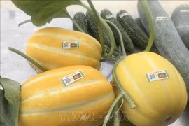 Продукция из дыни с нанесённой маркой прослеживаемости представлена в магазине сельскохозяйственных товаров Сoнгван, город Ниньбинь, провинция Ниньбинь. Фото: ВИА.