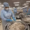 На предприятии компании Tu Hai в квартале Фыоктханг перерабатывают рыбу-силлаго для экспорта на японский рынок. Фото: ВИА.