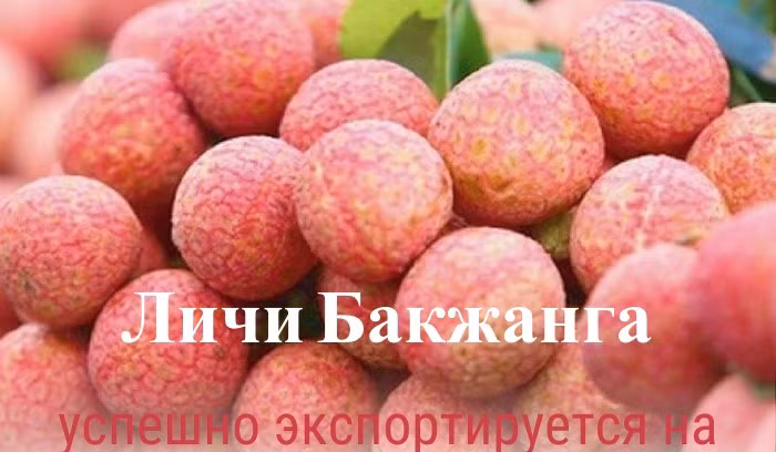 Личи Бакжанга успешно экспортируется на многие "привередливые" рынки