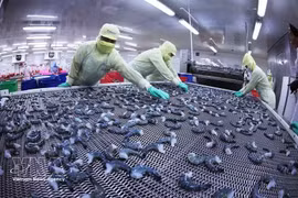 Креветочная продукция замораживается по технологии IQF на заводе Minh Phu Seafood Group в квартале Ли Ван Лам провинции Камау. Фото: ВИА
