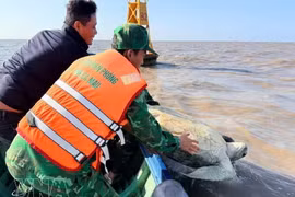 Сотрудники пограничного поста Датмуй совместно с подразделением лесной охраны Нгокхьен и властями общины Датмуй провинции Камау выпускают обратно в море зелёную морскую черепаху весом 120 кг. (Фото: ВИА) 