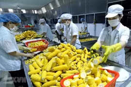 Линия по переработке сахарной кукурузы на экспорт мощностью 4 тыс. тонн в год на заводе компании Vifoco. (Фото: ВИА)