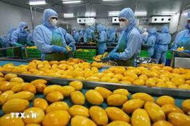 Манго, обработанное для экспорта в акционерной компании по производству продуктов питания и овощей в Анжанге (Фото: ВИA)