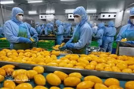 Работники предприятия по переработке пищевой продукции в провинции Донгнай. (Фото: ВИА) 