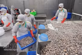 Рабочие перерабатывают моллюсков на экспорт на заводе Акционерной компании по импорту и экспорту морепродуктов Тханьхоа в провинции Тханьхоа. (Фото: ВИА) 