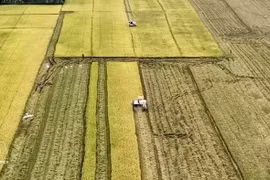 Уборка риса в дельте Меконга. (Фото: ВИА) 